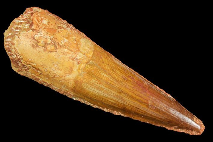 Real Spinosaurus Tooth - Large Dinosaur Tooth #147601